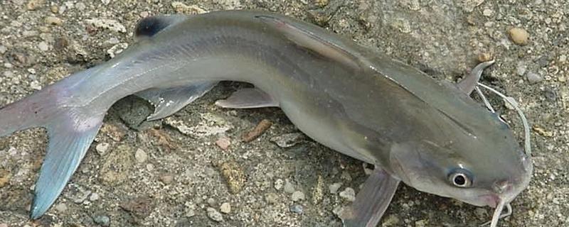 大口鯰和土鯰魚一樣嗎 大口鯰和土鯰魚的區別是什么