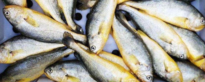 黃花魚怎么處理 黃花魚有刺嗎