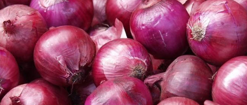 洋蔥種植技術大全