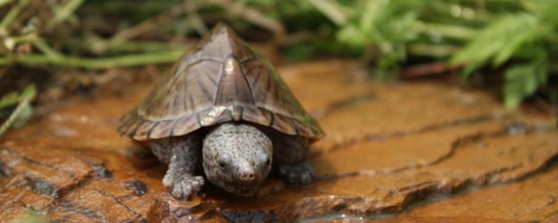 麝香龜苗怎么養