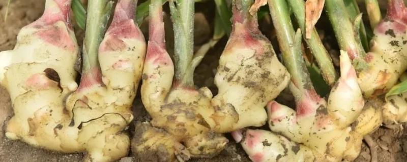 生姜后期管理5要點