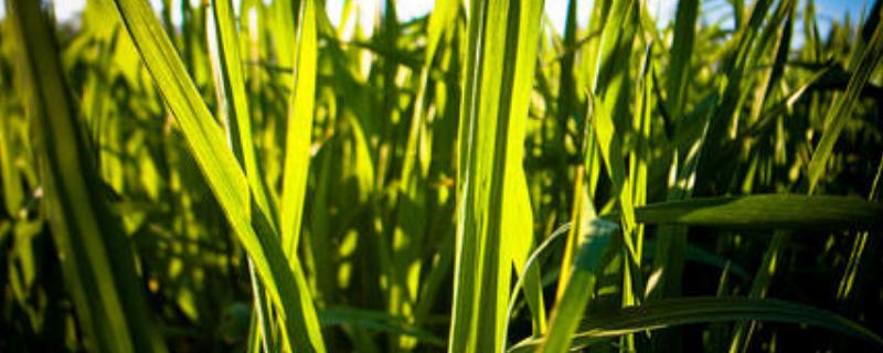 怎樣種蒜苗的正確過程