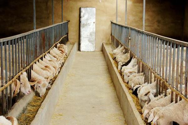 母羊飼料的配方明細(xì)表