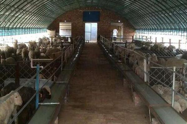 母羊飼料的配方明細(xì)表