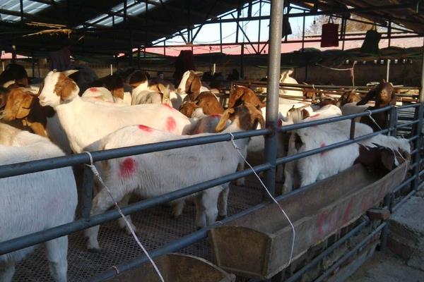 母羊飼料的配方明細(xì)表