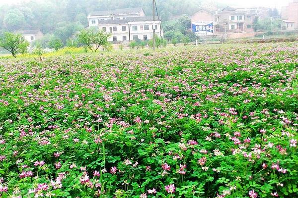 紫云英種植方法和時間