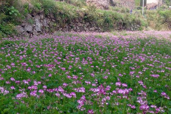 紫云英種植方法和時間