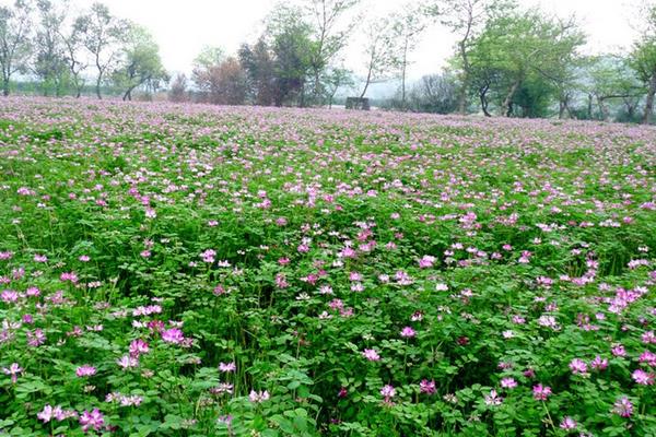 紫云英種植方法和時間