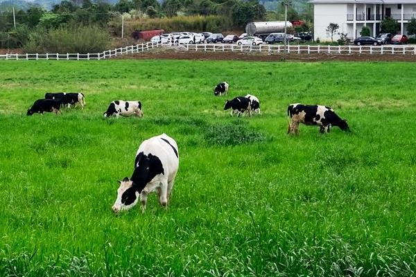 未來農村可發展的項目