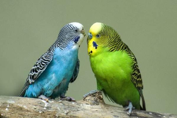 鸚鵡圖片及品種介紹