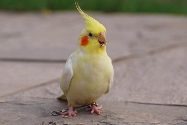 鸚鵡圖片及品種介紹