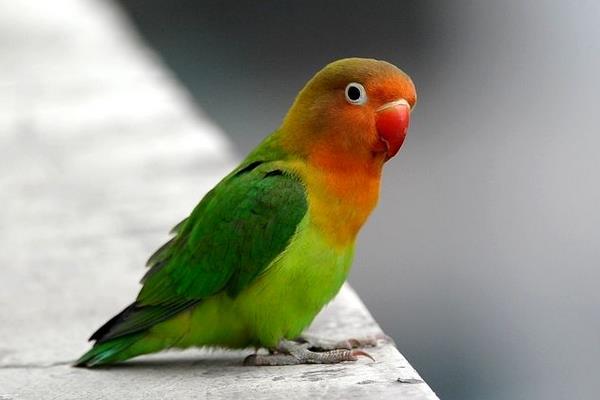 鸚鵡圖片及品種介紹