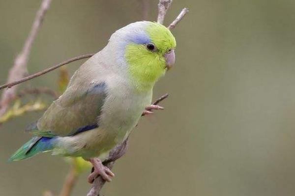 鸚鵡圖片及品種介紹