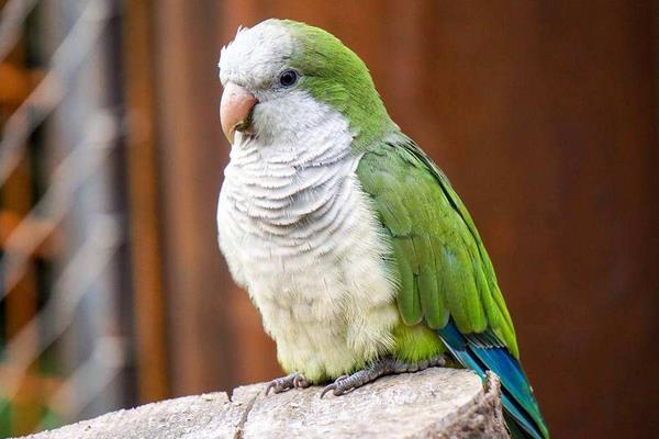 鸚鵡圖片及品種介紹