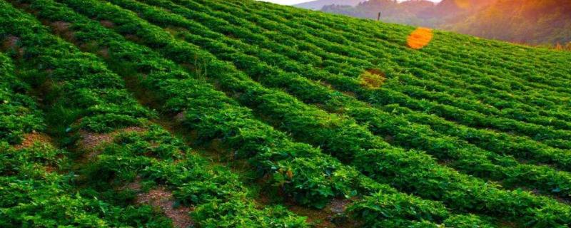 農(nóng)村種植什么藥材掙錢