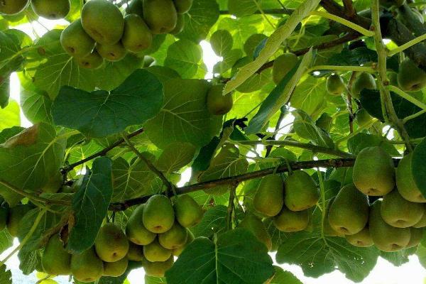 獼猴桃酒的釀制方法竅門