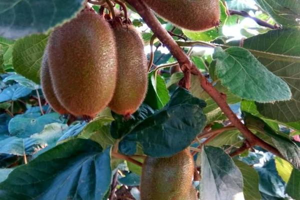 獼猴桃酒的釀制方法竅門