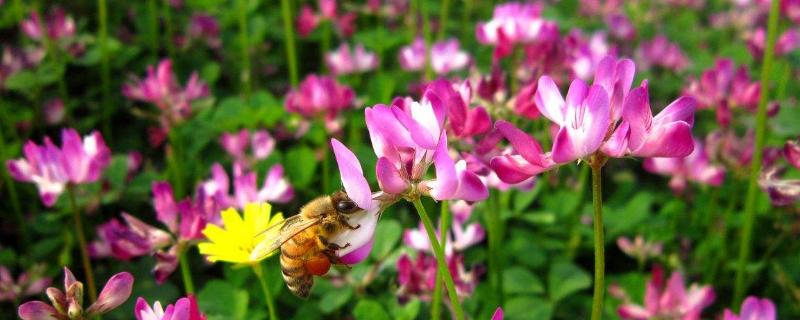 紫云英種植方法和時間