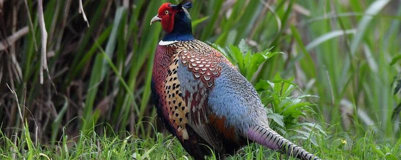 自制野雞絆腳套教程