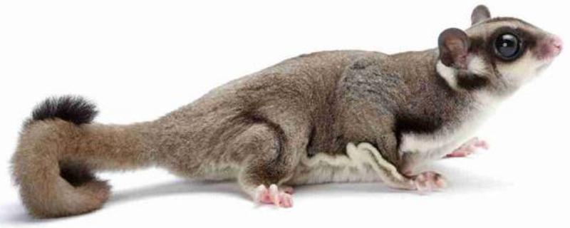 蜜袋鼯飼養方法