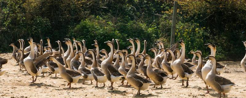在家小面積養什么掙錢