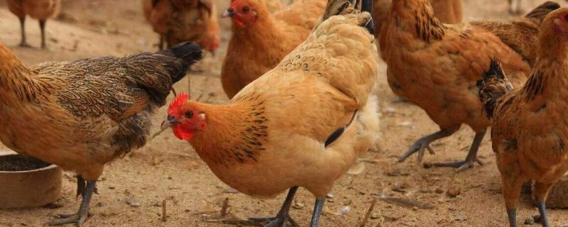 用桑葉養(yǎng)雞的方法