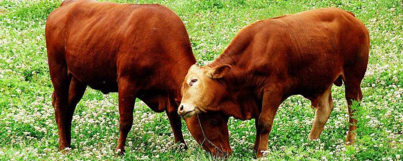 肉牛養殖技術方案