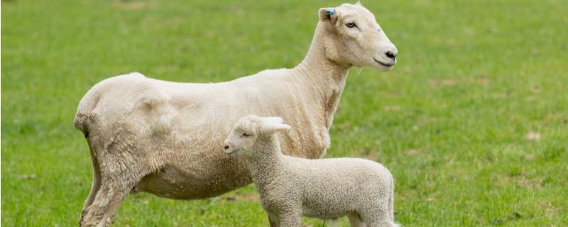 母羊飼料的配方明細表