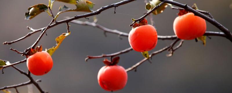 柿子品種圖片介紹