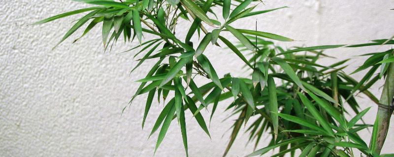 竹子加工創業項目