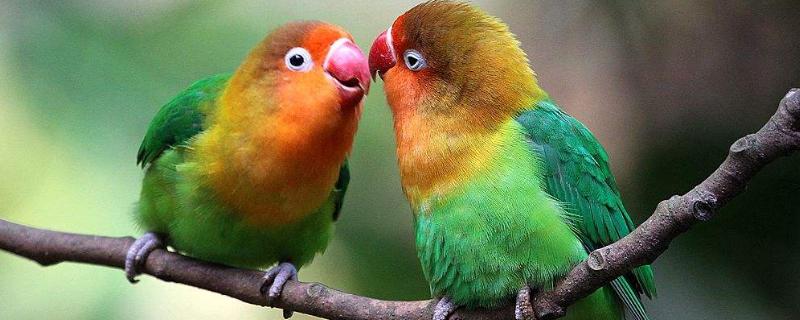 鸚鵡圖片及品種介紹