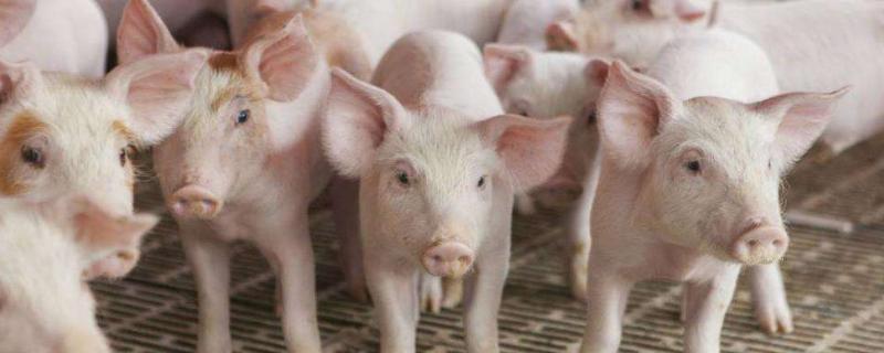 豬各階段日增重表