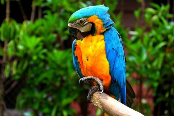 鸚鵡圖片及品種介紹