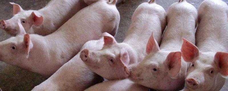 豬咬架10個解決方案