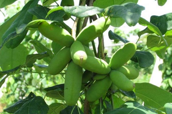 八月瓜種植技術及條件