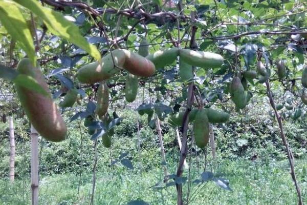 八月瓜種植技術及條件