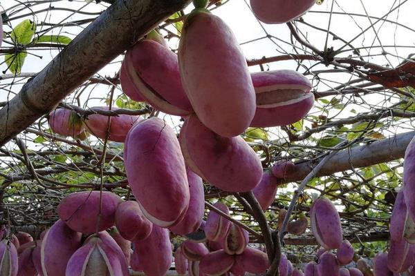 八月瓜種植技術及條件