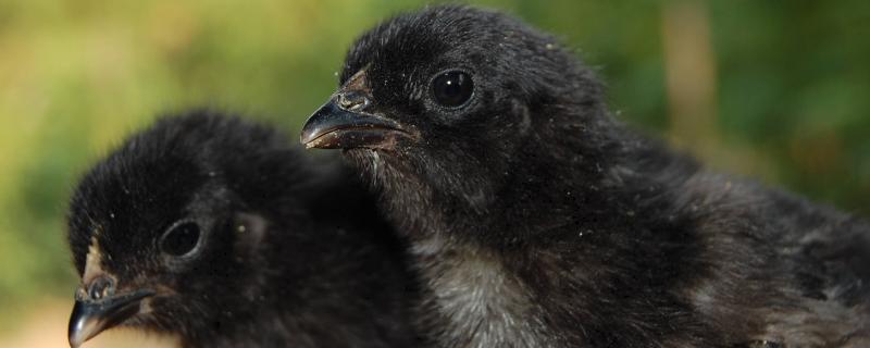 幼雞怎么養(yǎng)才不會死