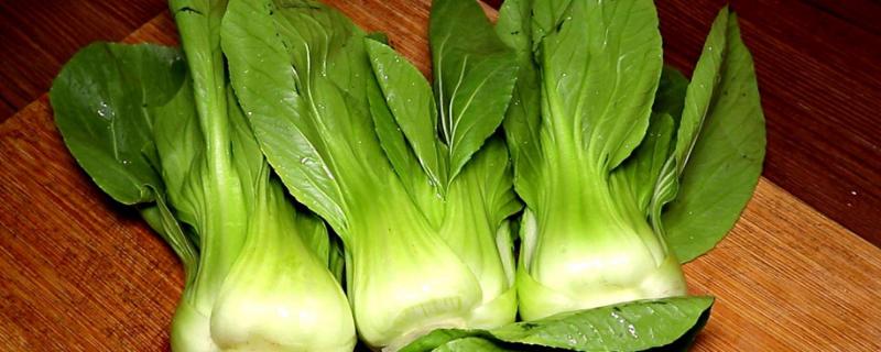 青梗菜種植時間和方法