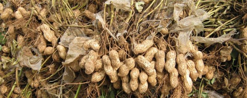 花生病害圖片及名稱