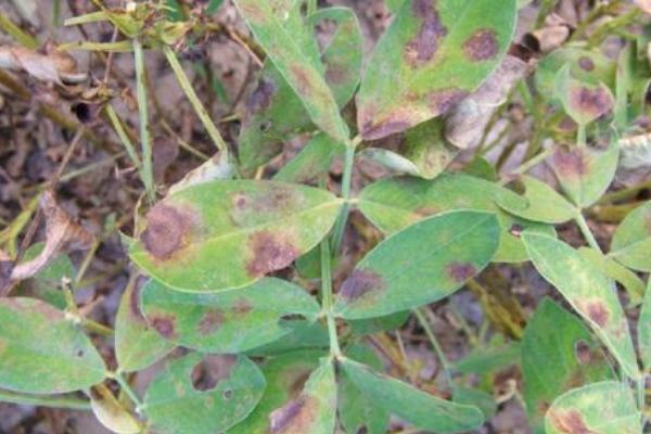 花生病害圖片及名稱