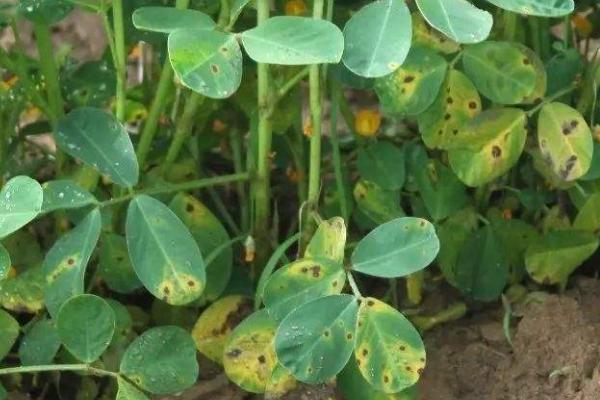 花生病害圖片及名稱