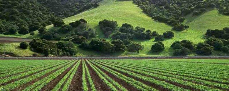 農(nóng)村種植好項目加盟