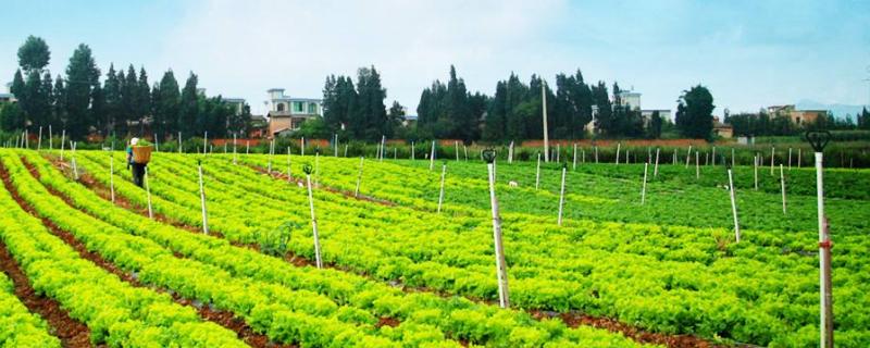 秋冬種植什么蔬菜