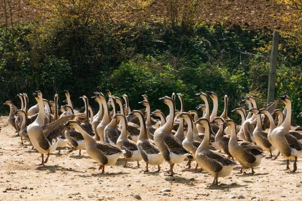 農(nóng)村治富創(chuàng)業(yè)好項(xiàng)目