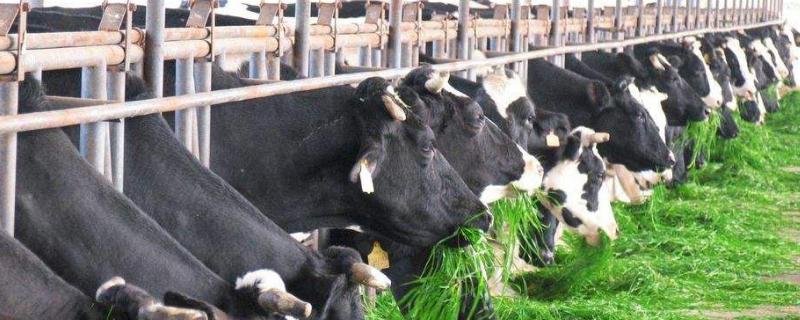 養(yǎng)牛場規(guī)劃