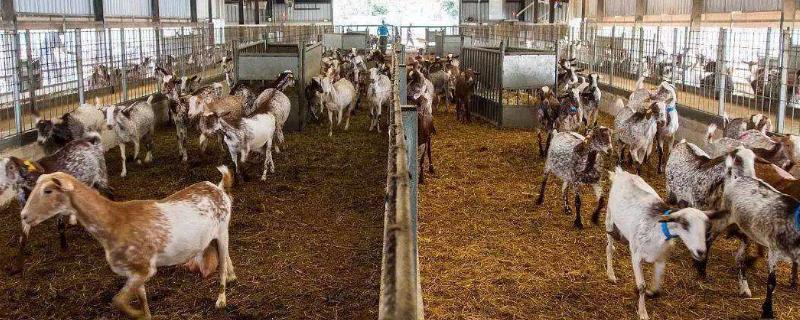 四川養殖好項目有哪些