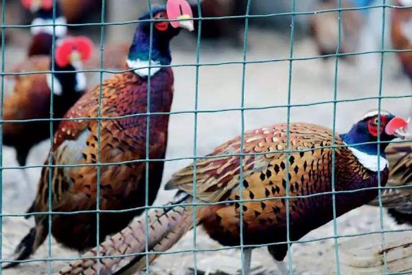 四川養殖好項目有哪些