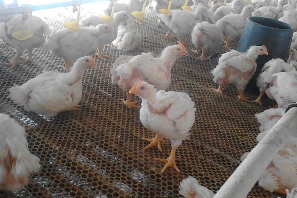 817肉雞養殖小竅門