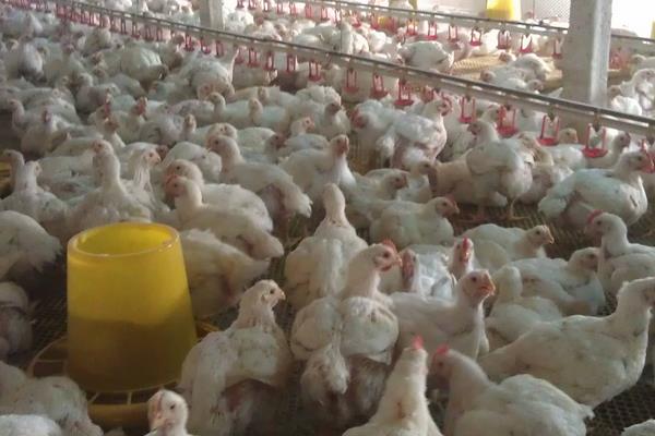 817肉雞養殖小竅門